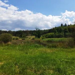 Plzeň plánuje obnovy rybníku na Kokotsku