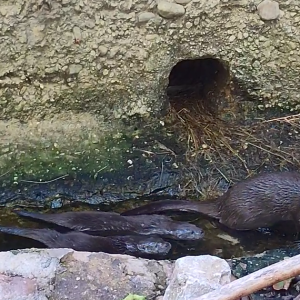 Baby boom v plzeňské zoo pokračuje