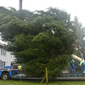 Tenhle fešák ozdobí vánoční Plzeň