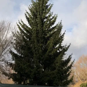 Karlovy Vary mají nový vánoční strom