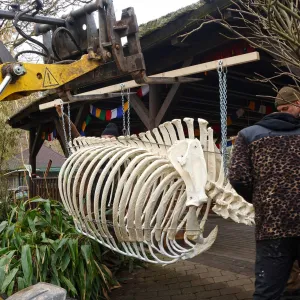 Zoo Plzeň vystavuje kostru nosorožce indického