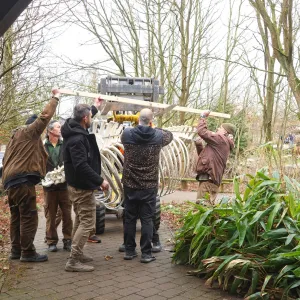 Zoo Plzeň vystavuje kostru nosorožce indického