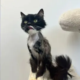 Druhá šance pro kočičky z lázní