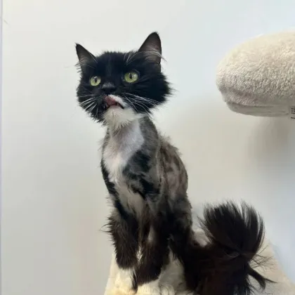 Druhá šance pro kočičky z lázní