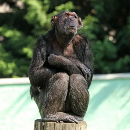 Zoo v Plzni zavádí výhodnější vstupné