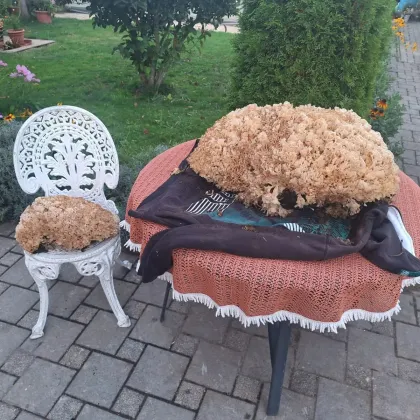 Obří houbařský úlovek? Vzácná houba ale měla zůstat v lese