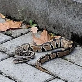Krajta se vydala na procházku, majitel zatím nikde
