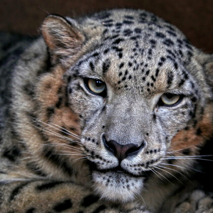 Do plzeňské zoo dorazila nová šelma