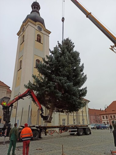 Dobřany hledají vánoční strom