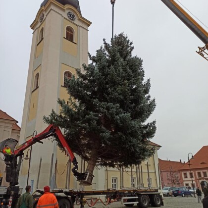 Dobřany hledají vánoční strom