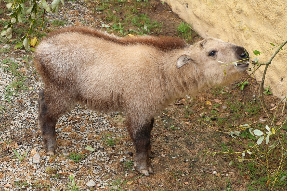 Zlatý poklad v plzeňské zoo už má jméno