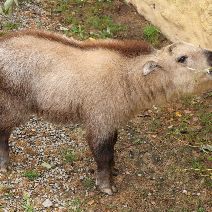 Zlatý poklad v plzeňské zoo už má jméno