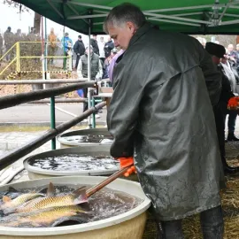 Na městských sádkách v Plzni začal velikonoční prodej ryb