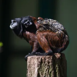 Vzácný přírůstek hlásí plzeňská zoo