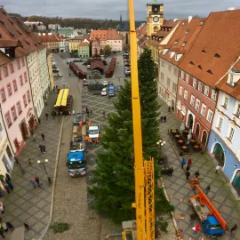 V Chebu hledají letošní vánoční strom
