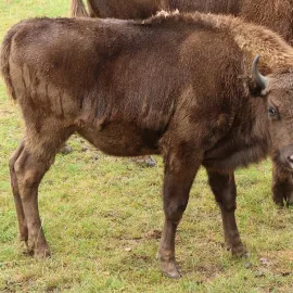 Zoo v Plzni mírní zavedená opatření