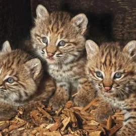 Zoo v Plzni hlásí nový přírůstek a rovnou trojčata