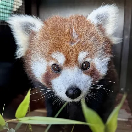 Plzeňská zoo má novou pandu