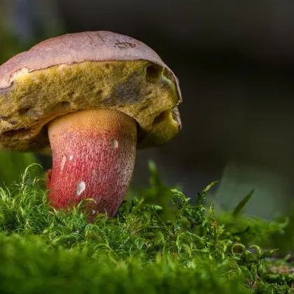 V Karlových Varech je poradna pro houbaře