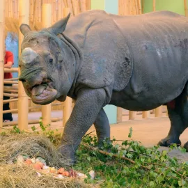Zoo v Plzni vyhlíží vzácný přírůstek