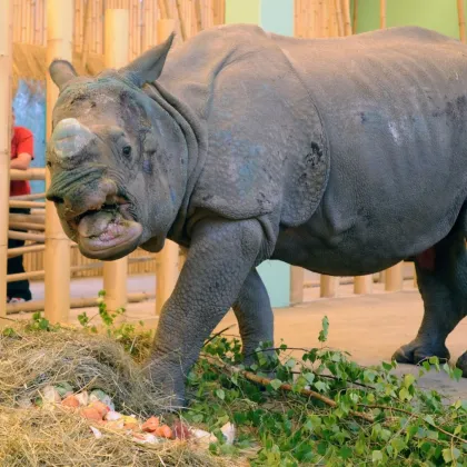 Zoo v Plzni vyhlíží vzácný přírůstek