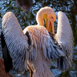Z plzeňské zoo zmizel pelikán!