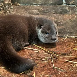 Baby boom v plzeňské zoo pokračuje