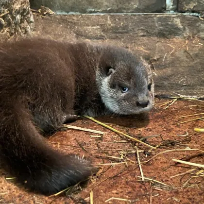Baby boom v plzeňské zoo pokračuje