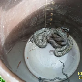 Hasiči stěhovali hadí rodinku