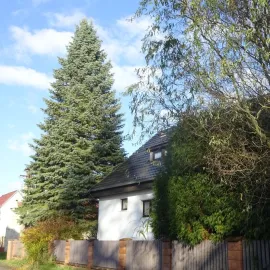 Plzeň hledá výjimečný vánoční strom letošního roku
