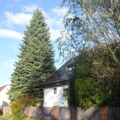 Plzeň hledá výjimečný vánoční strom letošního roku