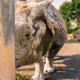 DO ZOO A DINOPARKU NOVĚ I PŘES PLZEŇSKOU VSTUPENKU