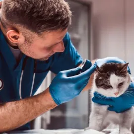 Tento týden zahájí v Karlovarském kraji provoz veterinární služba první pomoci