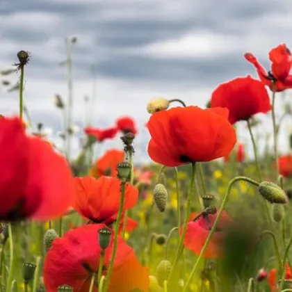 Začala kampaň Vlčí mák České republiky pro válečné veterány