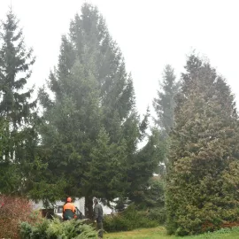 Tenhle fešák ozdobí vánoční Plzeň