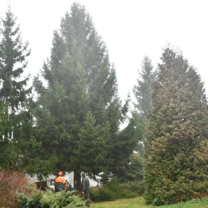 Tenhle fešák ozdobí vánoční Plzeň