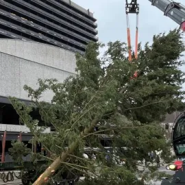 Karlovy Vary budou mít nový vánoční strom