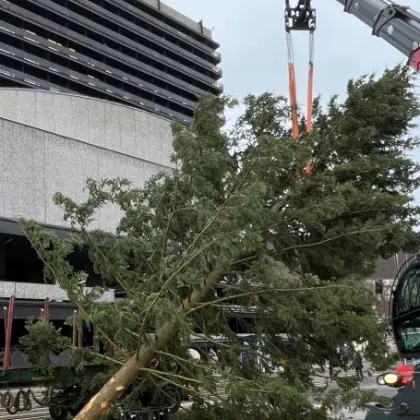 Karlovy Vary budou mít nový vánoční strom