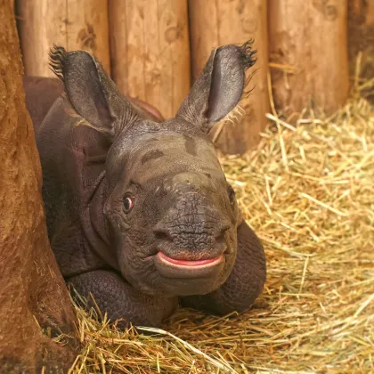 V plzeňské zoo se narodilo mládě nosorožce