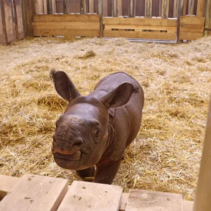 Nosorožčí chlapeček už dostal jméno