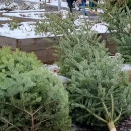 Vánoční stromy se začnou svážet na začátku ledna