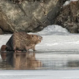 Bobr ze západu Čech je hitem na internetu