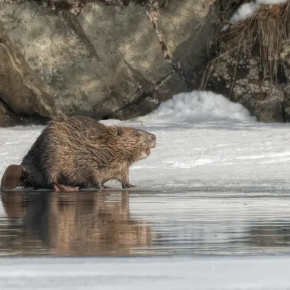 Bobr ze západu Čech je hitem na internetu