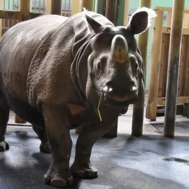 Zoo Plzeň vystavuje kostru nosorožce indického