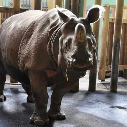 Zoo Plzeň vystavuje kostru nosorožce indického